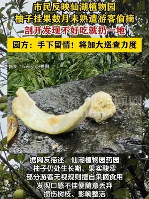 市民反映仙湖植物园柚子未熟便遭游客偷摘乱扔