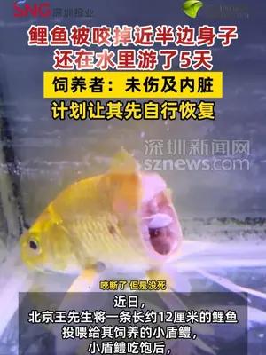 鲤鱼被咬掉近半边身子还在水里游了5天