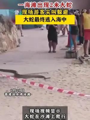 香港一海滩出现2米大蛇