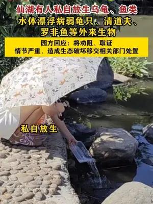 仙湖有人私自放生乌龟、鱼类，园方回应