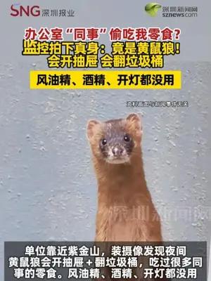 办公室“同事”偷吃我零食？ 监控拍下真身：竟是黄鼠狼！