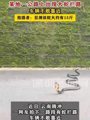某地一公路上出现大蛇拦路，车辆不敢靠近