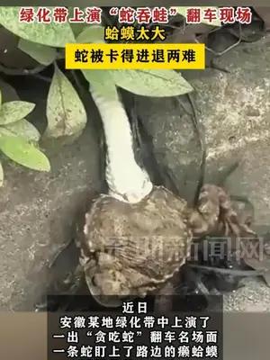 绿化带上演“蛇吞蛙”翻车现场