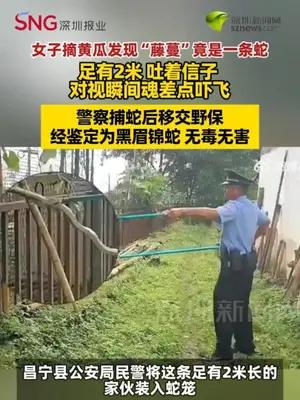 女子摘黄瓜发现“藤蔓”竟是一条蛇