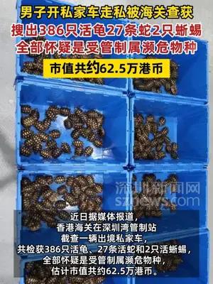 男子开私家车走私386只活龟27条活蛇2只活蜥蜴