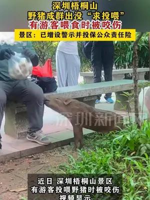 有游客喂食深圳梧桐山野猪时被咬伤