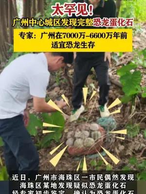 广州中心城区发现完整恐龙蛋化石
