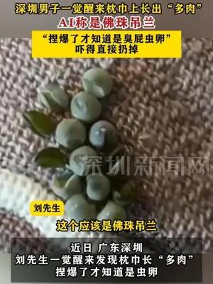 深圳男子一觉醒来枕巾上长出“多肉”