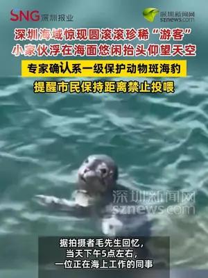 被萌化了！深圳海域惊现圆滚滚珍稀“游客”斑海豹