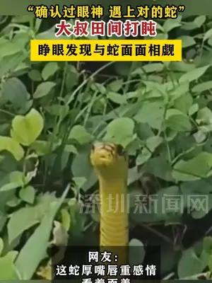 大叔田间打盹睁眼发现与蛇面面相觑