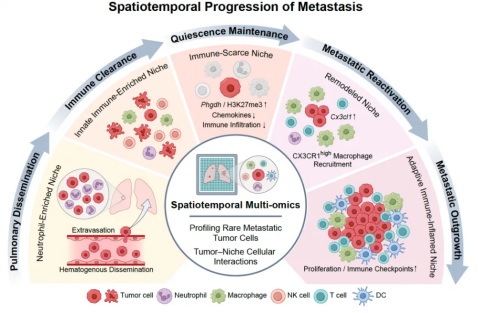 华大等研究机构在《科学》发文，破解肿瘤细胞跨器官扎根之谜