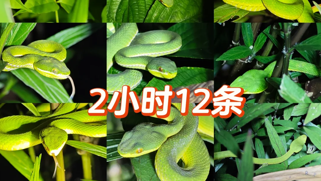 视频|深圳进入蛇伤高发季，这份医生版“防蛇指南”请收好
