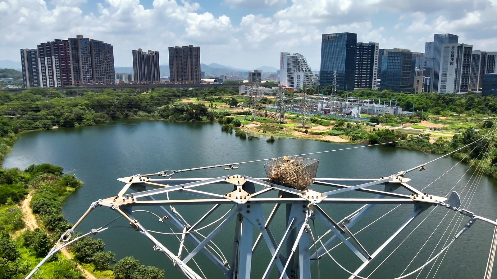给候鸟建个安全的家，一座铁塔见证超大城市电网与自然共生实践