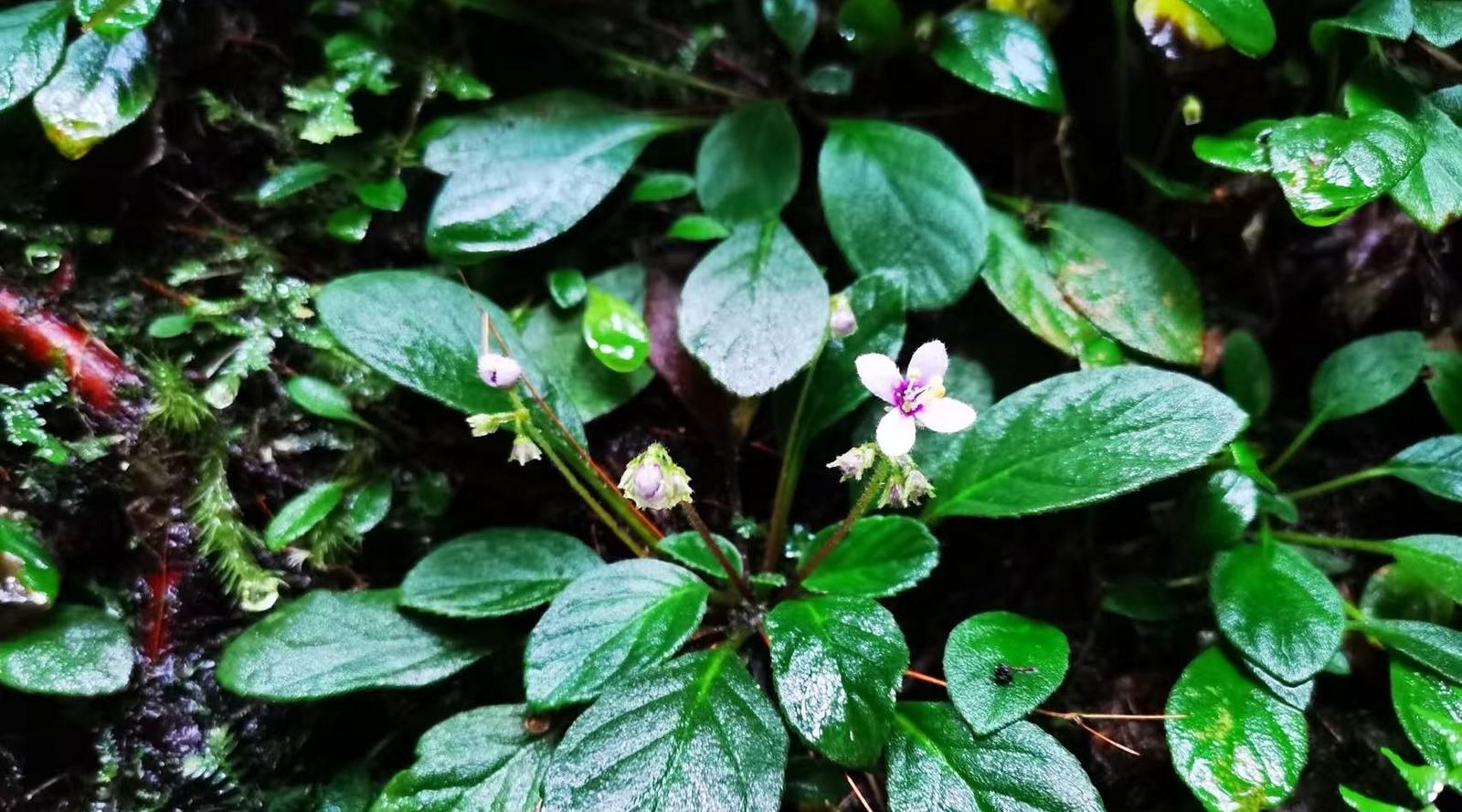 珍稀濒危植物辐花苣苔成功野外回归 野生植物保护再添新成果
