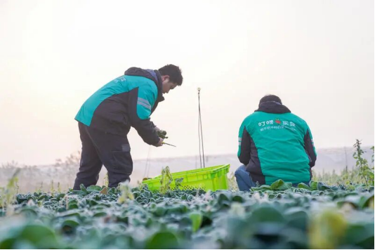 时令水产、地标尖货，叮咚买菜推出“十二时辰鲜”