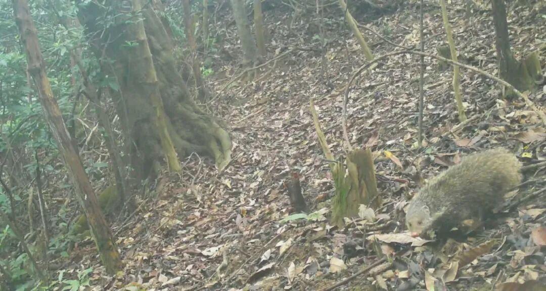 食蟹獴现身深圳罗湖，生物多样性状况持续向好