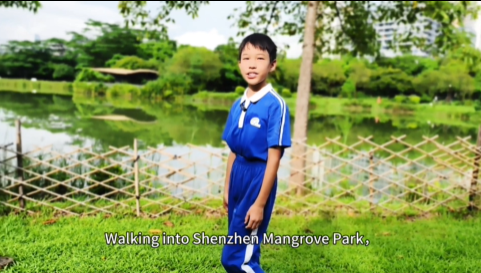 少年看深圳㊼|深圳市盐田区外国语小学陈俊羽：《深圳红树林——低碳生态的绿色瑰宝》