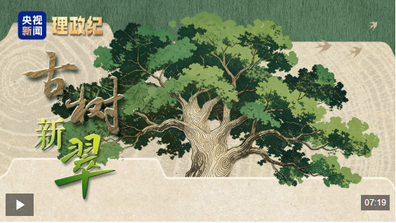 理政纪丨古树新翠